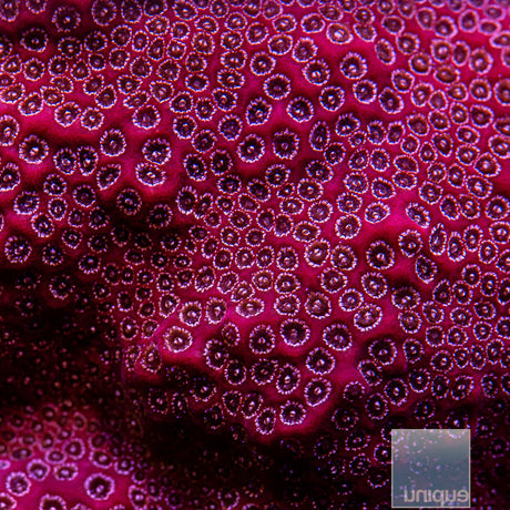 Unique Corals Darth Maul Porites-Stock Frag