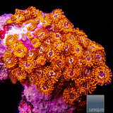 Utter Chaos Zoanthid- Stock Frag 3 Polyp