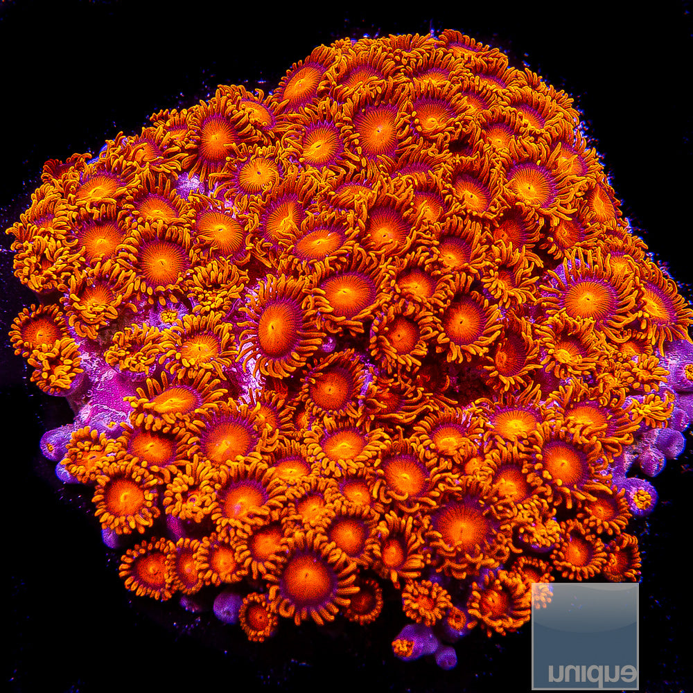 Hyper Bam Bam Zoanthid- Stock Frag 3 Polyp