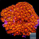 Hyper Bam Bam Zoanthid- Stock Frag 3 Polyp
