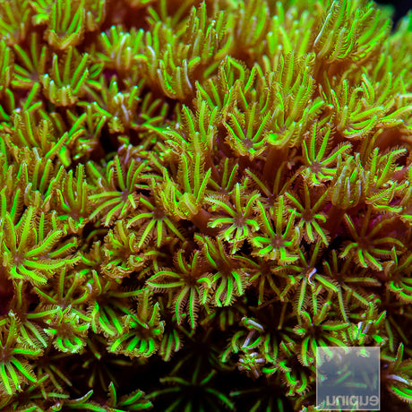 Pipe Organ Colony-WYSIWYG