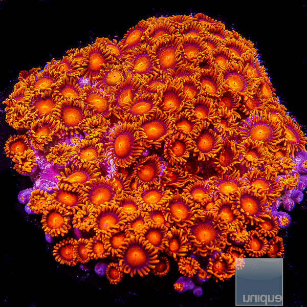 Hyper Bam Bam Zoanthid- Stock Frag 3 Polyp – UniqueCorals