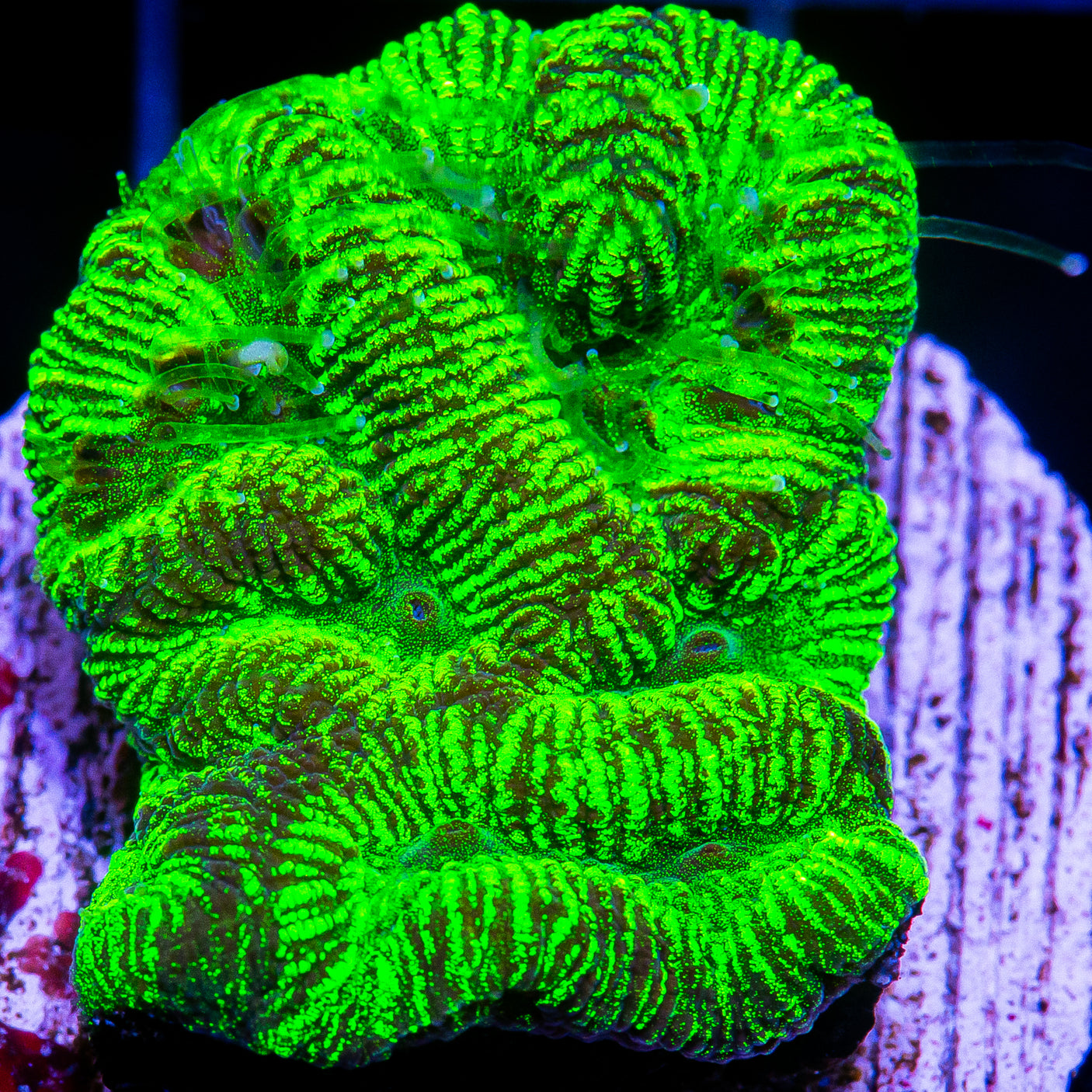 Toxic Platygyra Frag-WYSIWYG