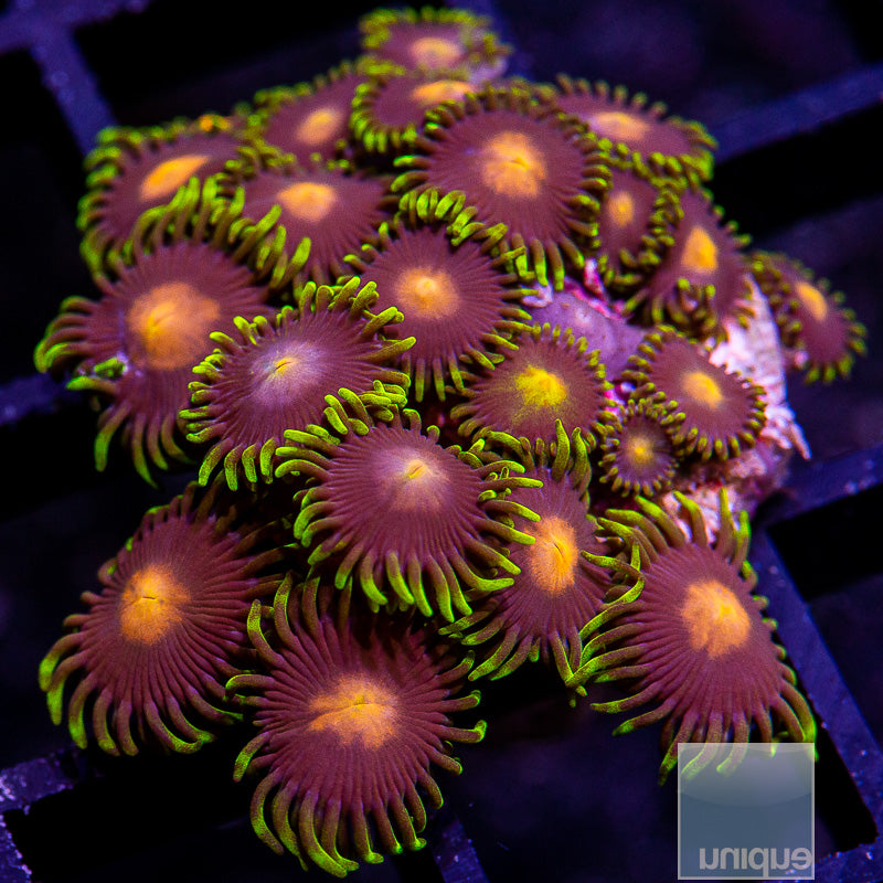 Ultra Zoanthid Colony-WYSIWYG