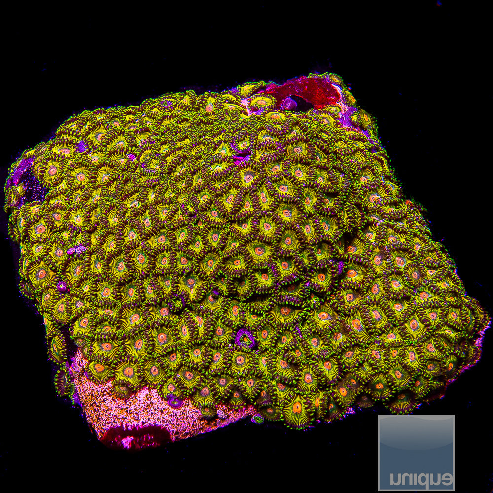 Turtle Beach Zoanthid- Stock Frag 3 Polyp