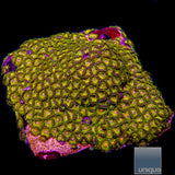 Turtle Beach Zoanthid- Stock Frag 3 Polyp