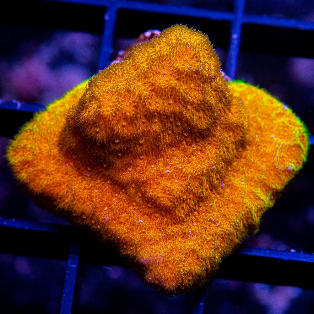 Orange Leptoseris-WYSIWYG
