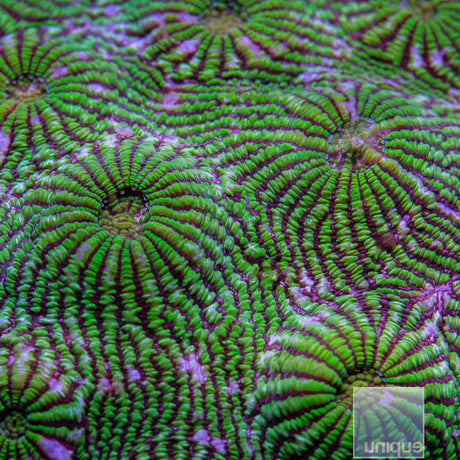 Unique Corals Convict Chalice-Stock Frag