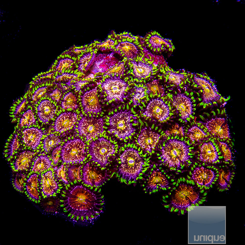 Nirvana Zoanthid- Stock Frag 3 Polyp