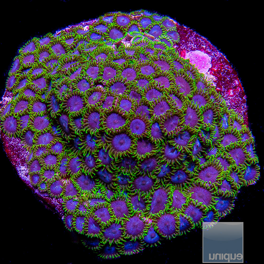 Green Goblin Zoanthid- Stock Frag 3 Polyp