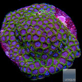 Green Goblin Zoanthid- Stock Frag 3 Polyp