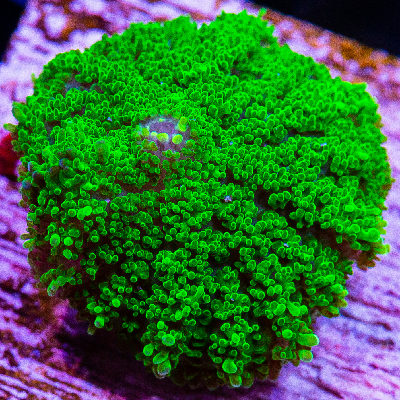 Green Pincushion Rhodactis Mushroom-WYSIWYG