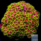 Unique Corals Greedo Zoanthid- Stock Frag 3 Polyp