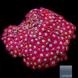 Unique Corals Hot Shot Zoanthid- Stock Frag 3 Polyp