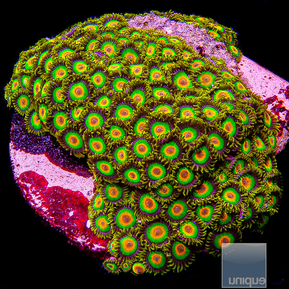 Rasta Zoanthid- Stock Frag 3 Polyp