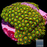 Rasta Zoanthid- Stock Frag 3 Polyp