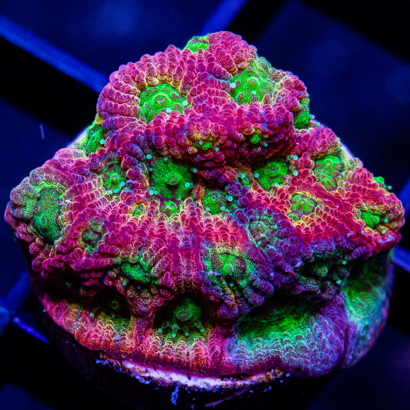 JF Dayglo Favia Frag-WYSIWYG