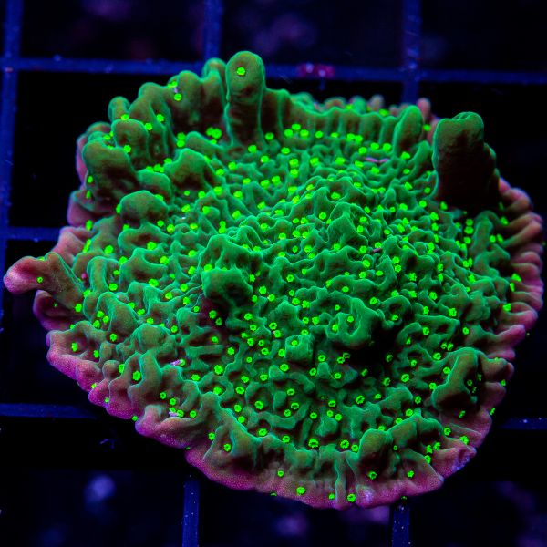 Green Montipora-WYSIWYG