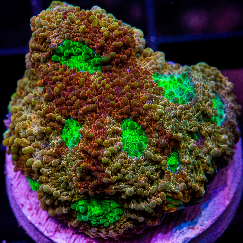 Green Eye Echinata-WYSIWYG