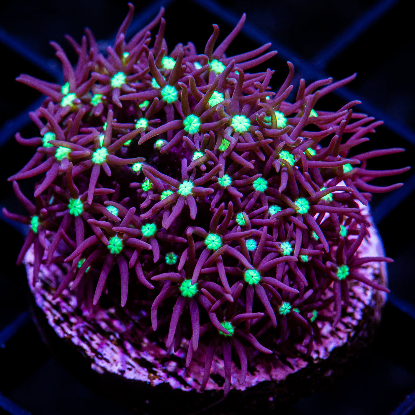 Beginner's Star Polyp-WYSIWYG