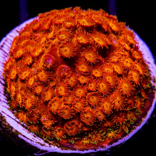 Blood Orange Cyphastrea-WYSIWYG