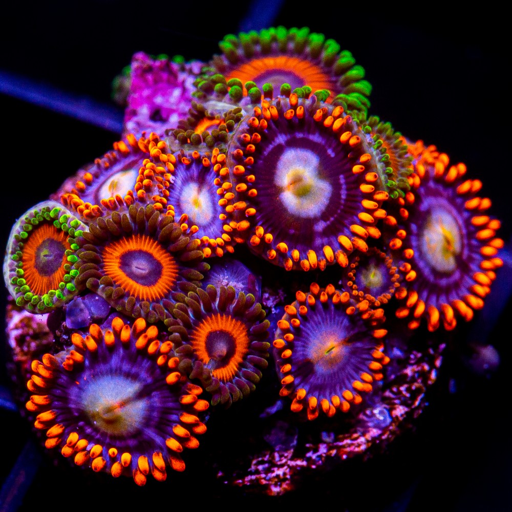 Mixed Zoanthid Frag-WYSIWYG