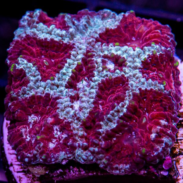 Burgundy Eye Favia-WYSIWYG