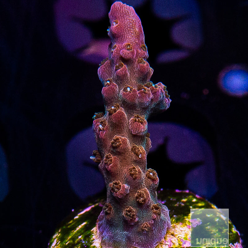 TSA Explosive Ember-WYSIWYG