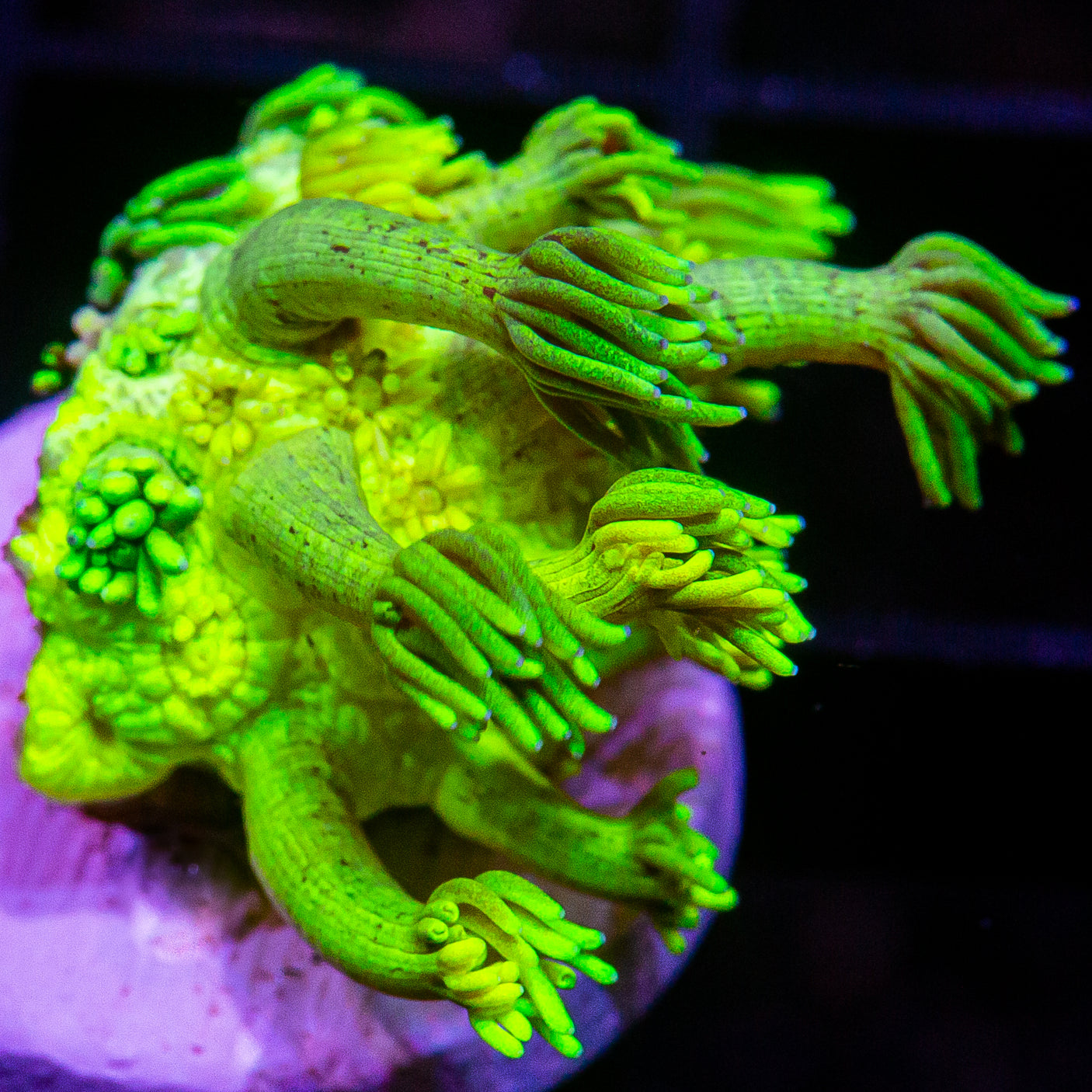 UC Lemon Lime Goniopora Frag-WYSIWYG