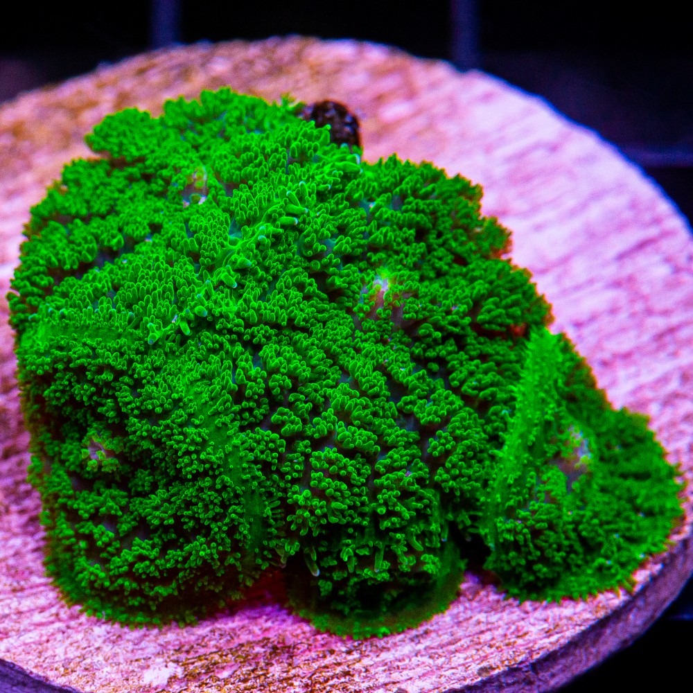 Green Pincushion Rhodactis Colony-WYSIWYG