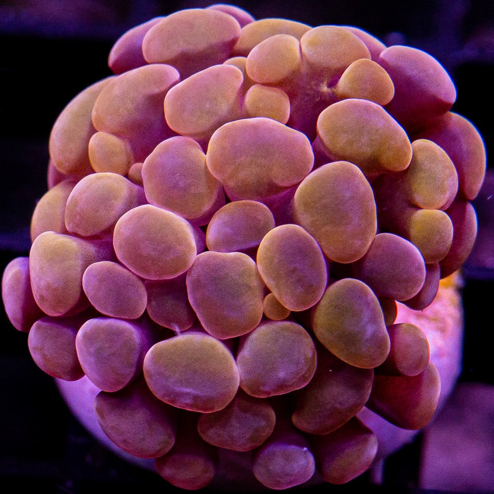 Amber Branching Hammer-WYSIWYG