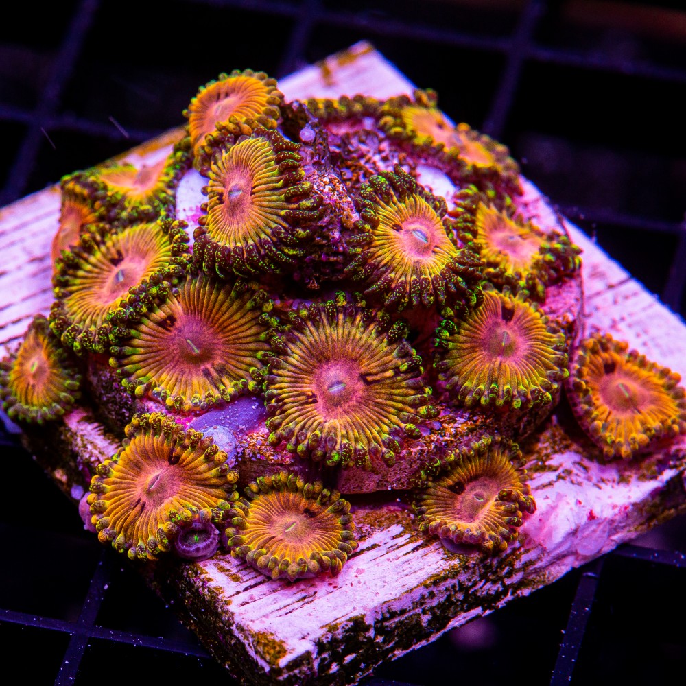 CK Kamikaze Kush/WWC Hungry Eyes Zoanthid Mini Colony-WYSIWYG
