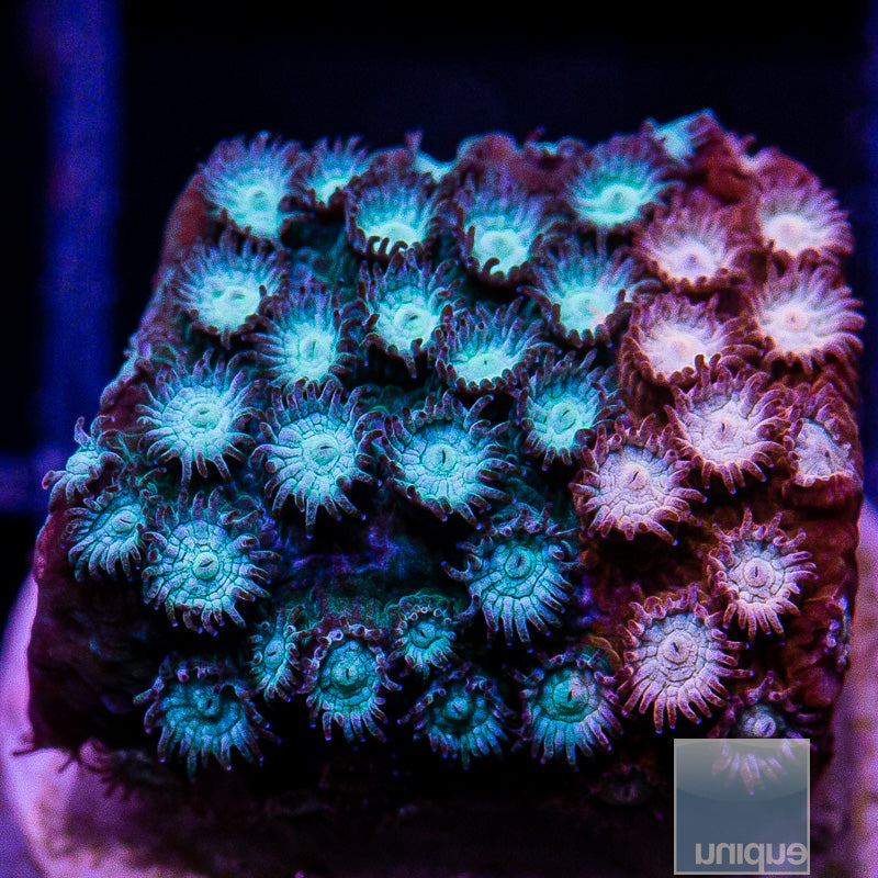 JF Fender Bender Cyphastrea-WYSIWYG