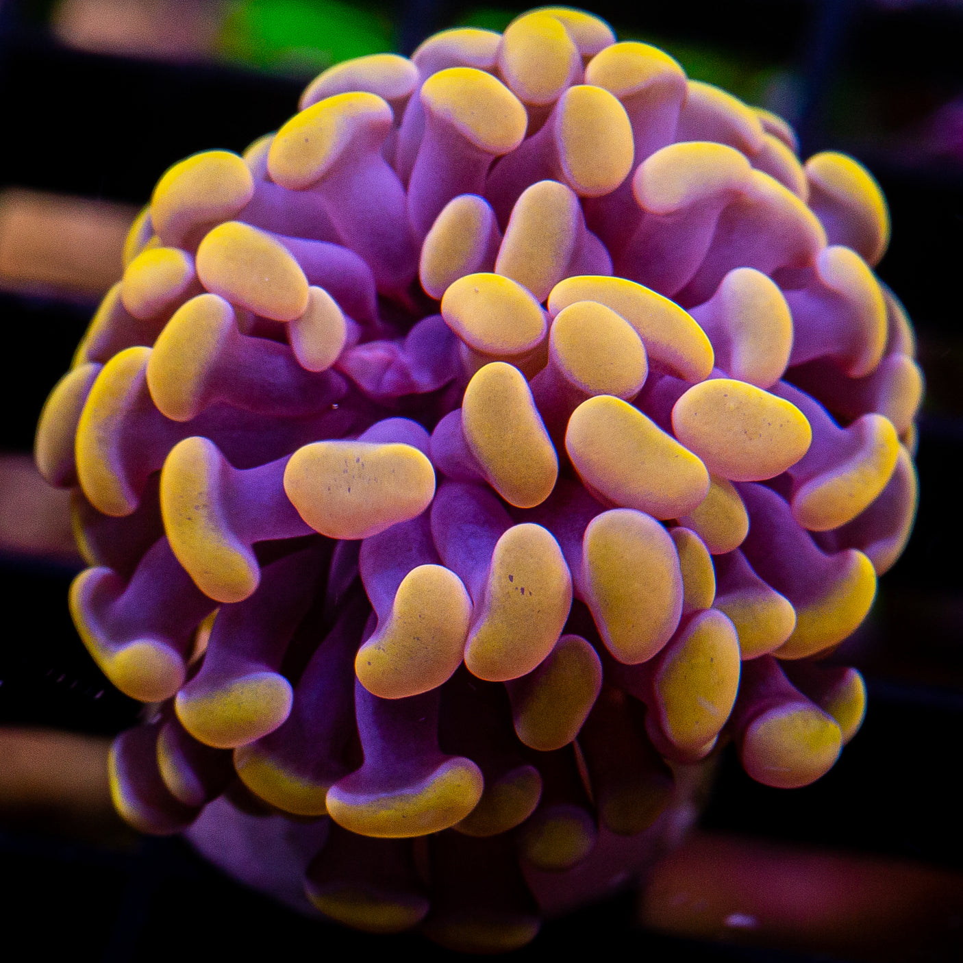 Orange Branching Hammer Frag-WYSIWYG