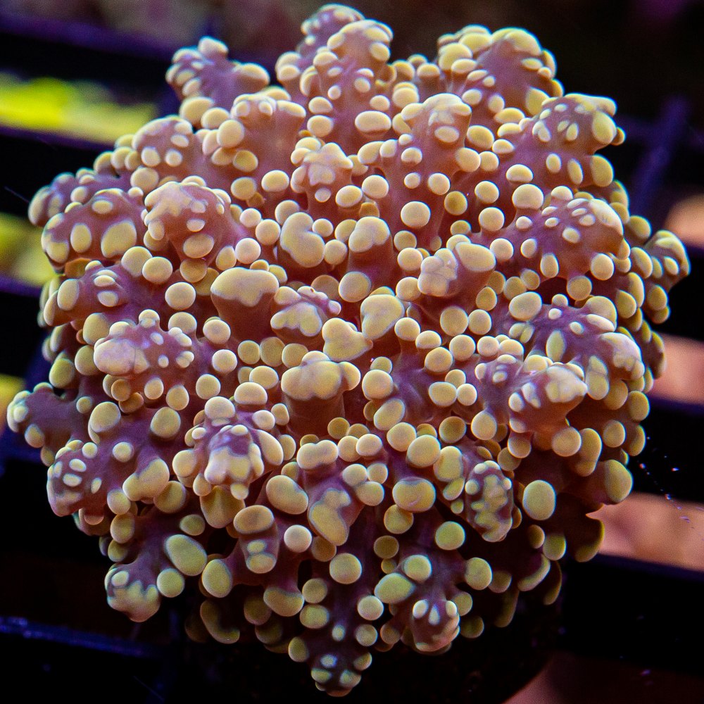 Gold Octospawn-WYSIWYG