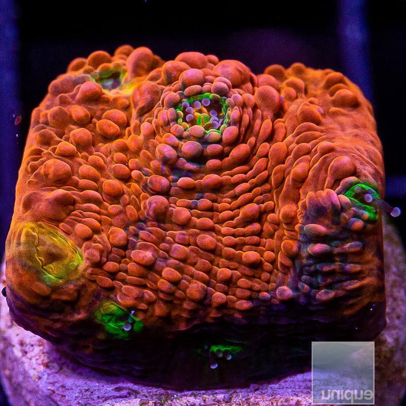 Rainbow Echinophyllia-WYSIWYG