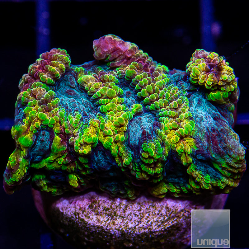 Favia of the Gods-WYSIWYG