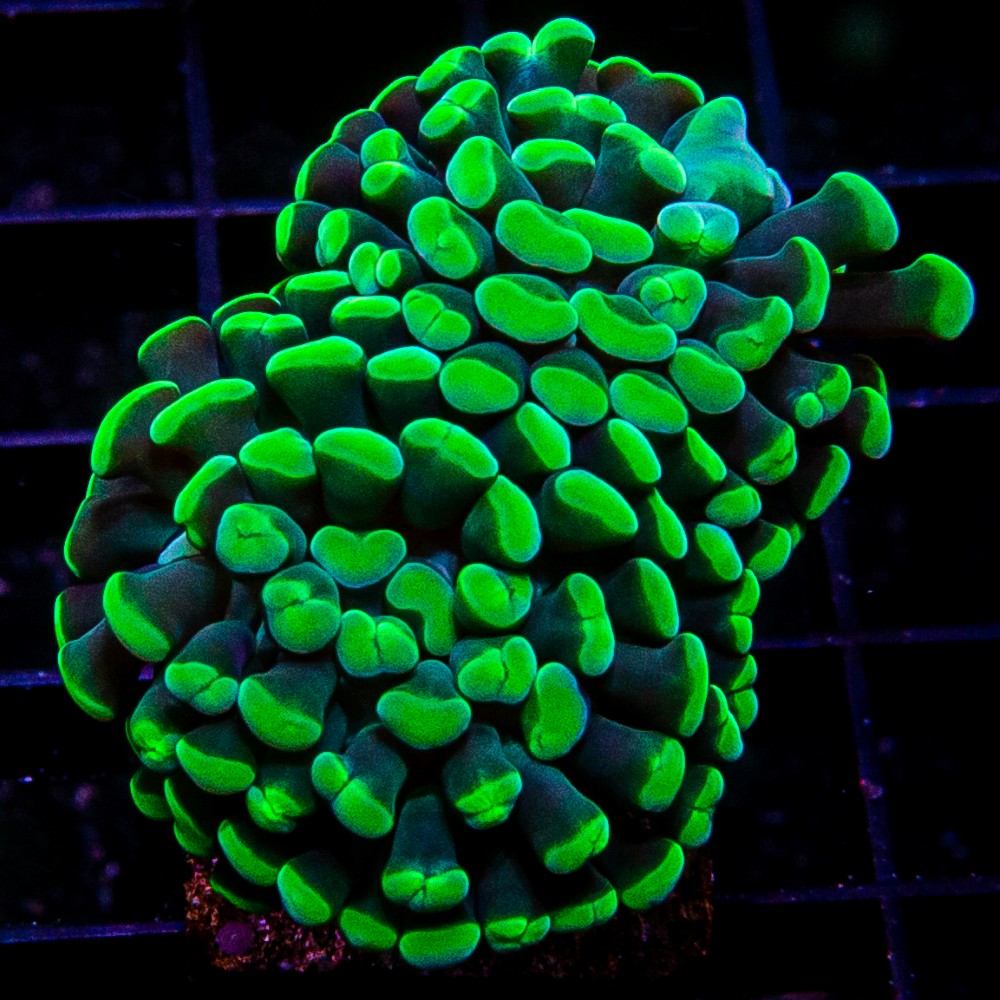 Green Tip Branching Hammer-WYSIWYG