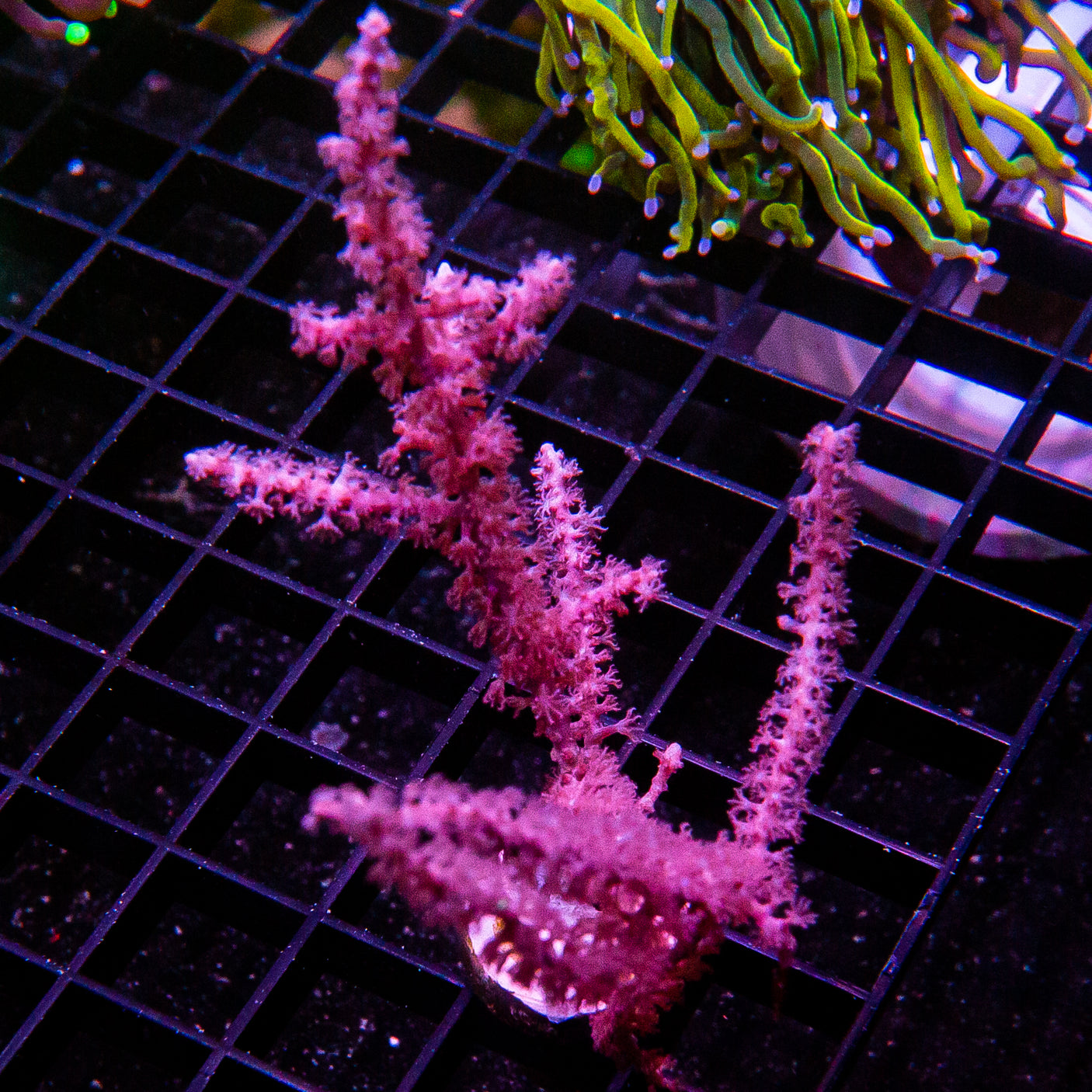 Large Gorgonian Frag-WYSIWYG