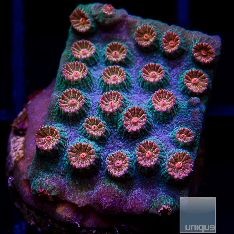 Meteor Shower Cyphastrea-WYSIWYG