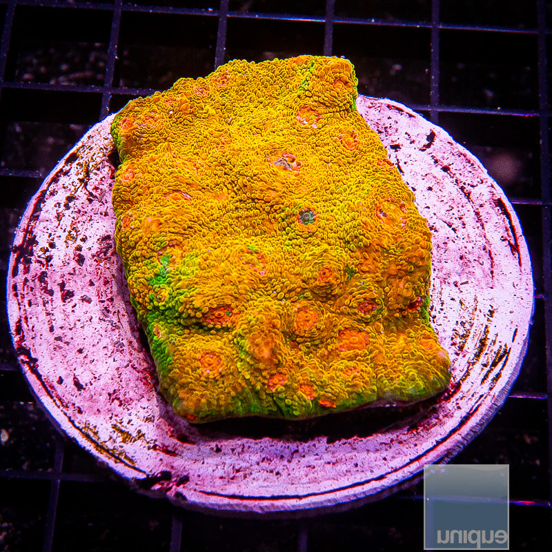 Mummy Eye Chalice Growout Colony-WYSIWYG