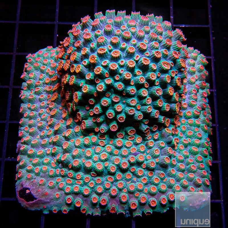 Meteor Shower Cyphastrea Growout Colony-WYSIWYG