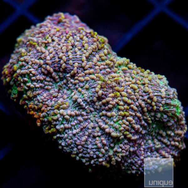 Multi Color Echinata-WYSIWYG