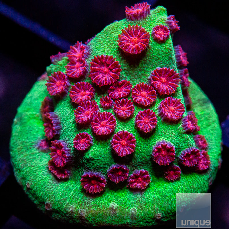 Jingle Bells Cyphastrea Frag-WYSIWYG