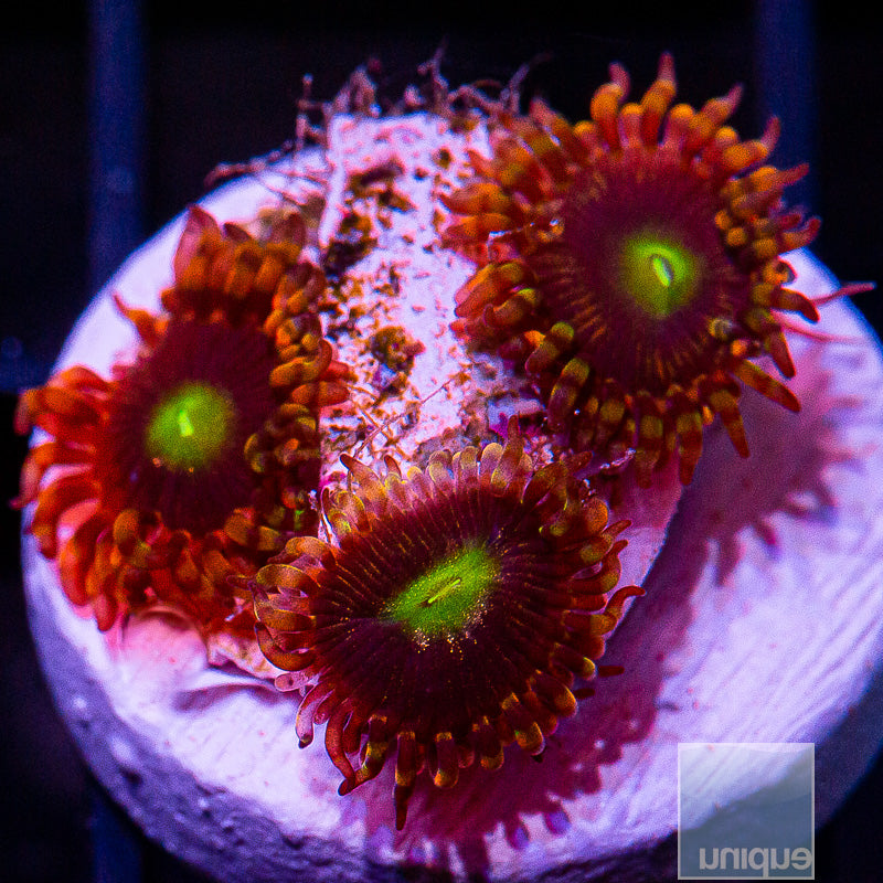 LC Antimatter Zoanthid-WYSIWYG