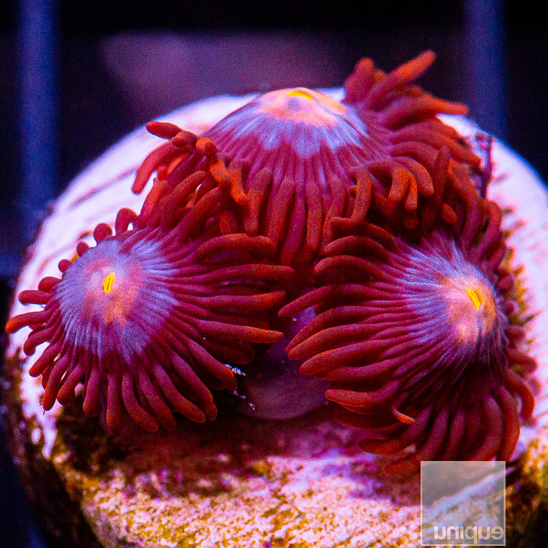 Punk Rocker Zoanthid-WYSIWYG
