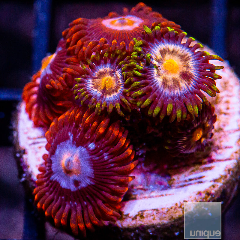 Mixed Zoa Frag-WYSIWYG