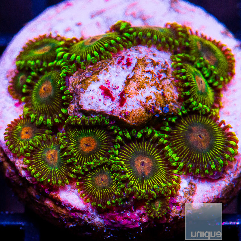 Turtle Beach Zoanthid-WYSIWYG