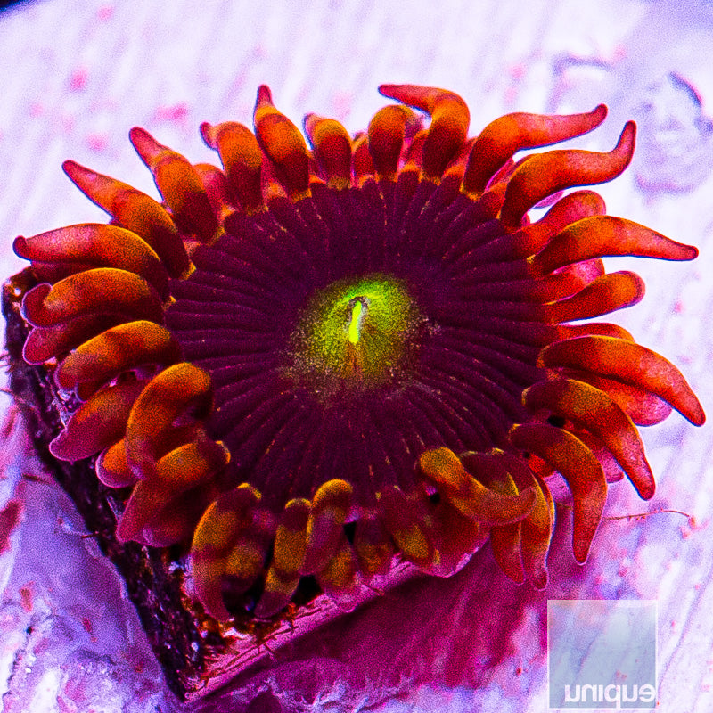 Red Skirt Zoanthid-WYSIWYG