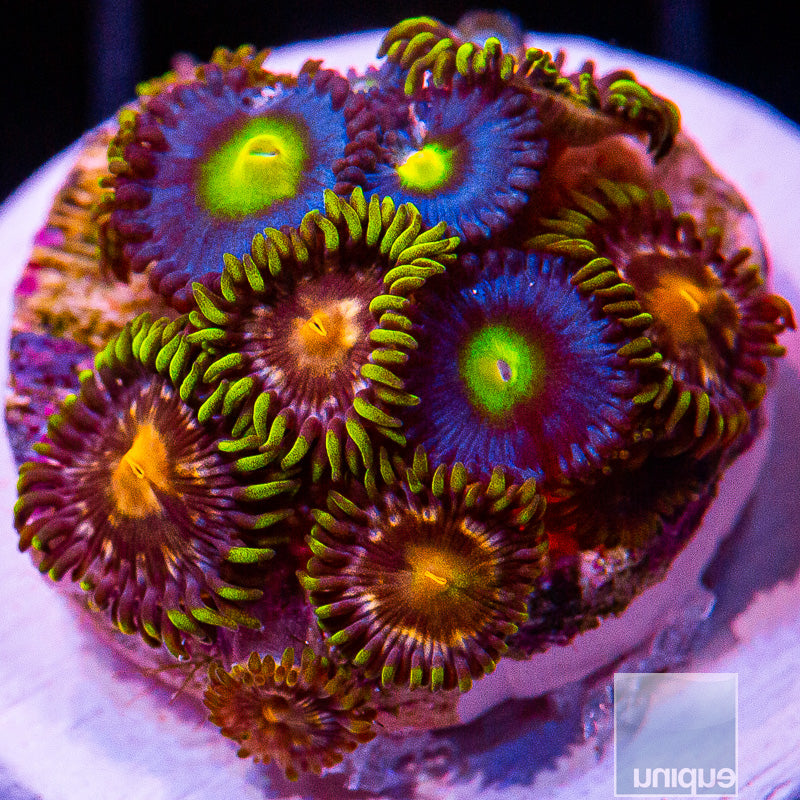 Mixed Zoa Frag-WYSIWYG